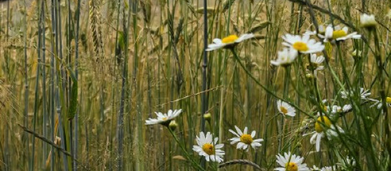 Flore des bordures de champs :  des bénéfices et des risques qui dépendent des pratiques agricoles