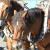 Recensement national de la traction animale
