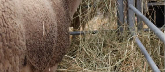 Mauvaise fertilité des éponges ? Si on revenait  à la base !